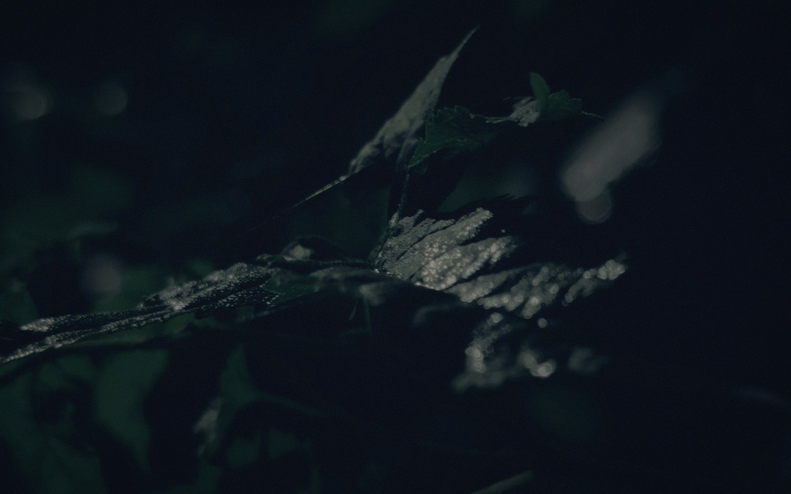Dew droplets catch light on a leaf against a dark, shadowy background